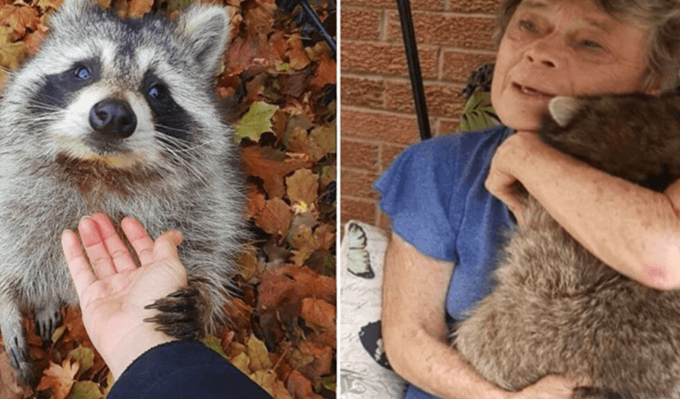 Le raton laveur continue de rendre visite à la femme qui l’a sauvé 3 ans plus tard