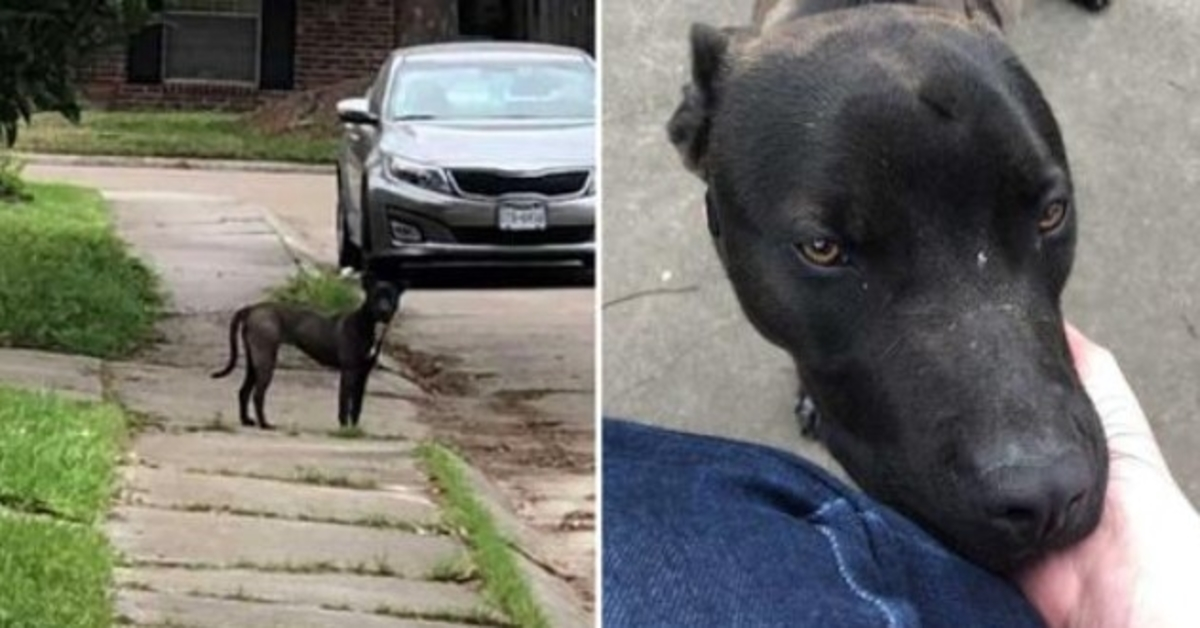 Un chien errant fond quand une femme le caresse pour la première fois