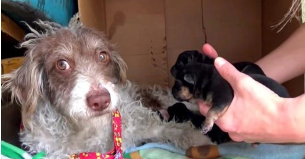 Cette chienne a peur de voler ses chiots, alors elle la laisse les lécher un par un