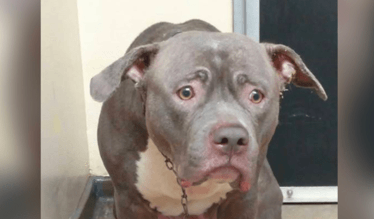 Ce chien fait la grimace la plus triste quand sa famille l’abandonne au refuge