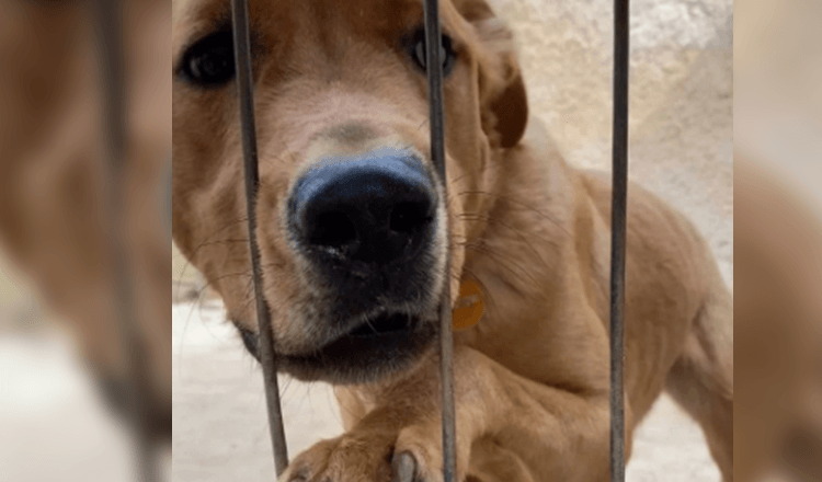 Il pleure de tristesse et refuse de manger après avoir été renvoyé seulement 3 jours après avoir été adopté