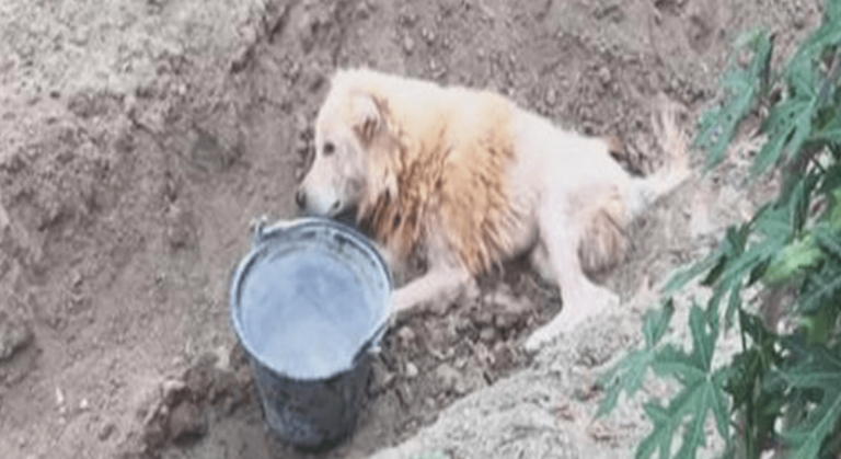 Mon propriétaire m’a cruellement abandonné dans un fossé Il pensait que je n’étais plus utile mais j’ai refusé de mourir