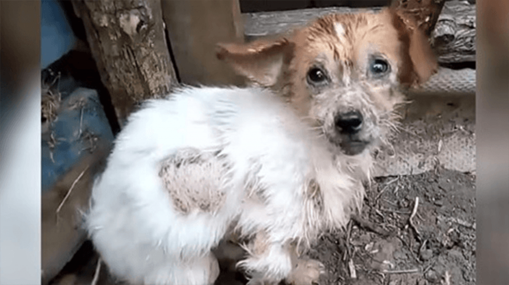 À pas de douleur, le chien s’approche des sauveteurs dans l’espoir de s’enfuir de sa misérable vie!