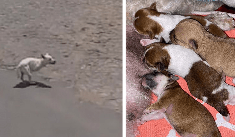 Un chien a pleuré près de la plage pour attirer l’attention en espérant que quelqu’un l’aiderait avec ses chiots nouveau-nés