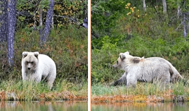 Un ours blanc très rare filmé par un professeur du Centre des ressources naturelles