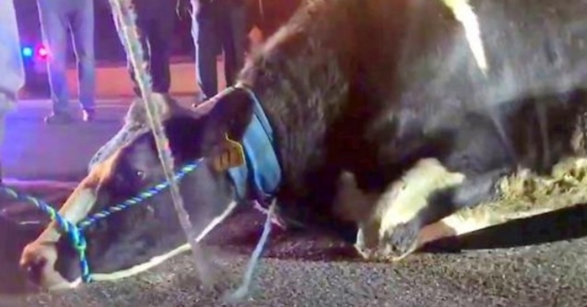 Une vache enceinte désespérée de sauver son bébé saute d’un camion en route vers l’abattoir