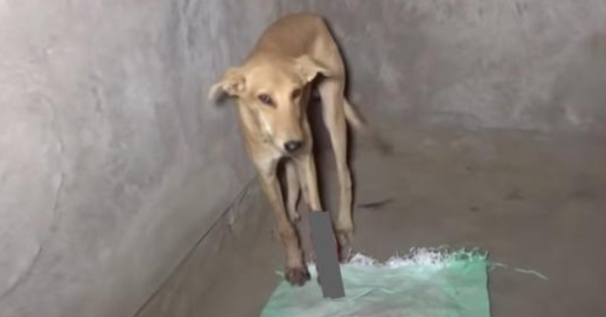 Stray a trouvé une pièce vide pour garder sa patte levée avec son dos arqué de douleur