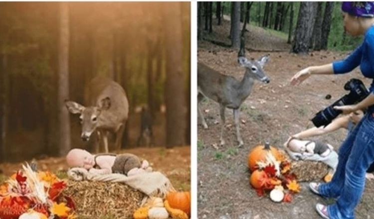 La séance photo en plein air d’un bébé garçon prend une tournure fantaisiste lorsqu’un cerf non invité se présente