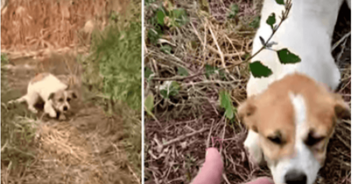 Un chiot blessé, fatigué de courir, creuse profondément pour accepter sa main avant que le ciel n’éclate