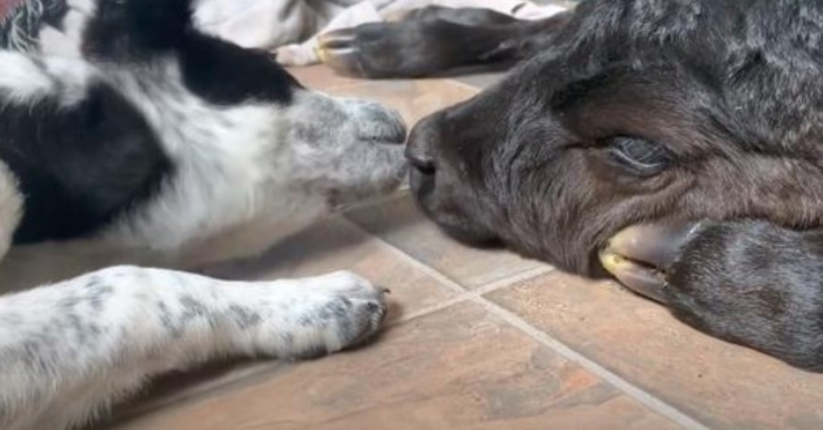 Un chiot altruiste aide un veau mourant qui est né dans le froid glacial