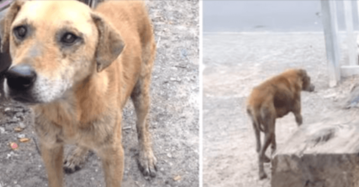 Une chienne des rues ne partirait pas sans son amie, conduit les sauveteurs vers elle