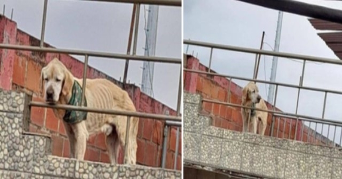 Avec le regard le plus triste et ses os en vue, ce chien passait ses journées coincé sur le toit d’une maison