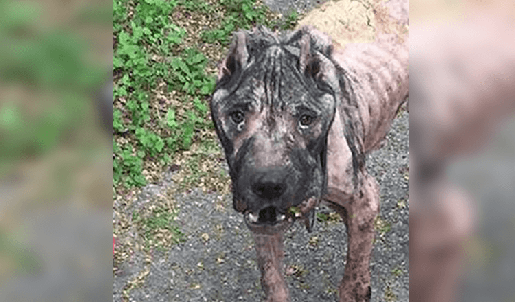 Un chien errant marche sur le pas de la porte d’un homme pour lui demander de l’aide