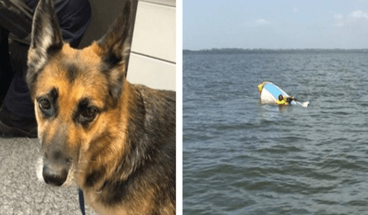 Un chien marche sur l’eau pendant 11 heures pour aider son propriétaire après le naufrage de son bateau