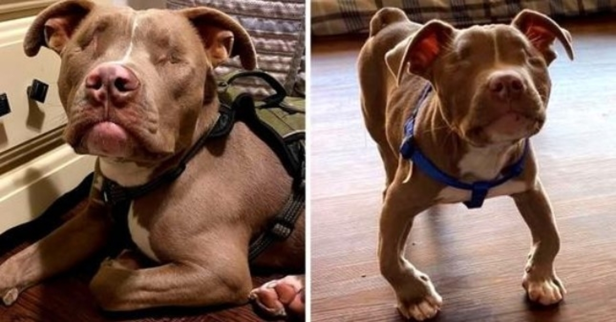 Une famille adopte un chiot pitbull handicapé et aveugle, il les comble d’un amour sans fin