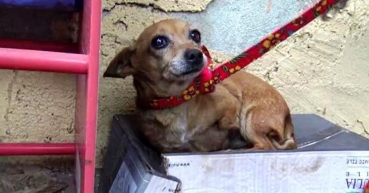 Cette chienne malade à 3 pattes sait que personne ne l’aime alors elle dort dans une boîte à chaussures sous la pluie