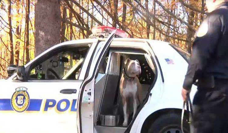 Le premier chien policier Pit Bull de New York brise les stéréotypes pour sa race