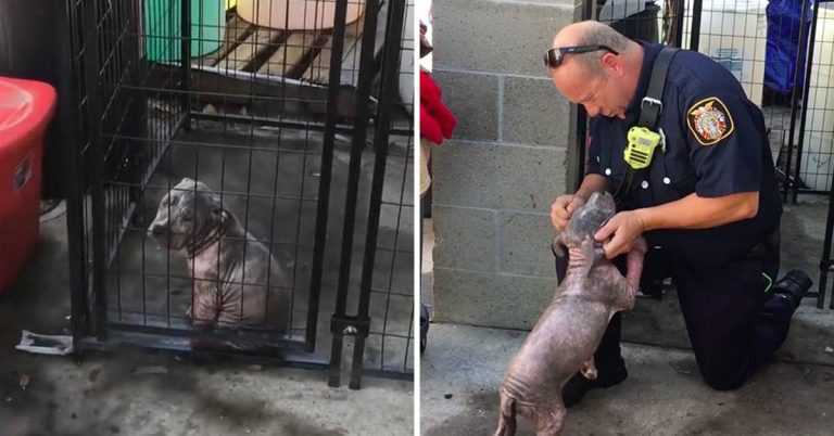 Un petit chiot Pitbull déprimé au refuge trouve le bonheur après avoir été adopté par le pompier qui l’a sauvée