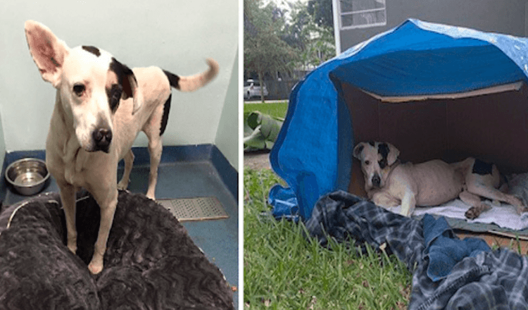 Un chien jeté dans une boîte en carton est tellement triste et effrayé maintenant