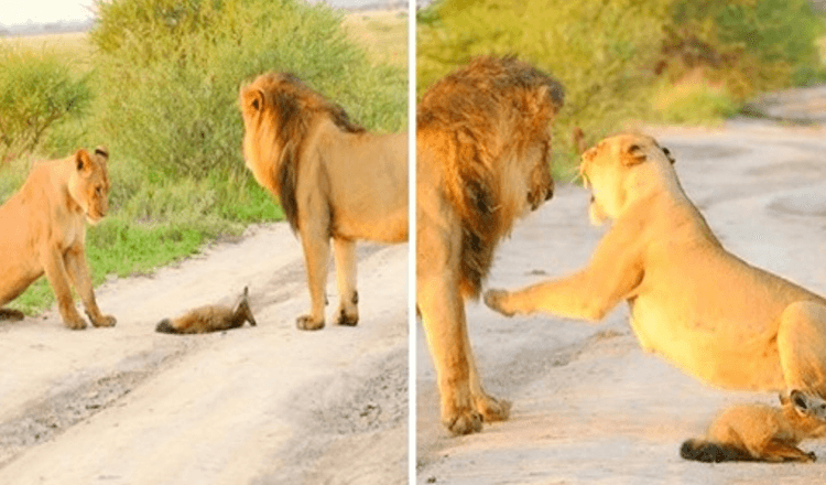 Une lionne adopte un bébé renard blessé et lui évite d’être mangé par un lion affamé