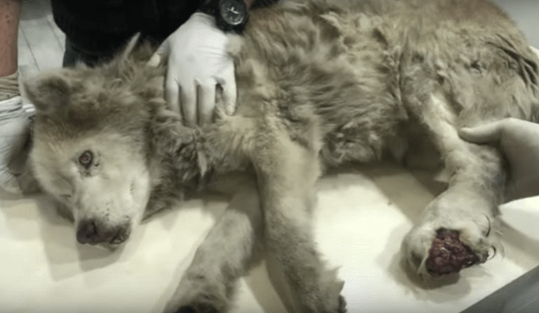 Sale vieux Husky avec une jambe infectée a caché sa magnificence sous sa douleur