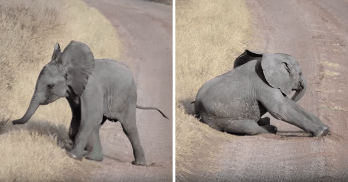 Un bébé éléphant lance la plus belle crise de colère jamais filmée