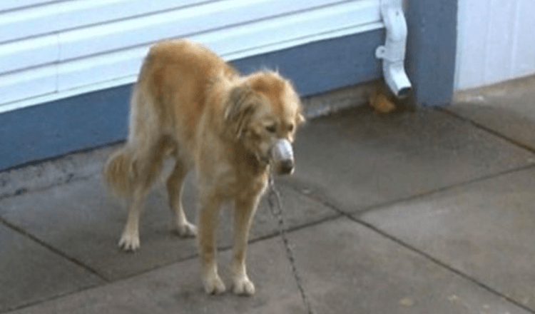 Un couple regarde alors que le Golden Retriever de son voisin est négligé jusqu’à ce qu’il ne puisse plus regarder