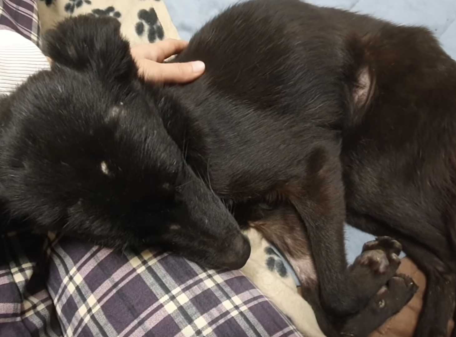 Trouvé dans un garage délabré Un chien affamé se met à remuer la queue à l’arrivée des sauveteurs