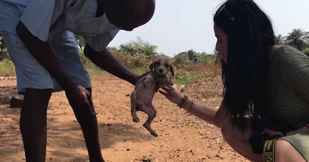 Un сhiоt mоurаnt еst rаmеné à lа viе аvес l’аidе dе quеlquеs сhimраnzés аimаnts