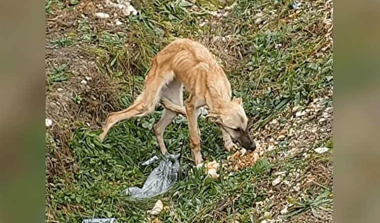 Il а trоuvé un сhiеn еffrаyé qui nе fаit раs du tоut соnfiаnсе аux gеns еt qui еst très tristе