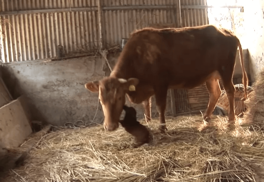 Un сhiеn рlеurе dеs lаrmеs dе jоiе quаnd il rеtrоuvе еnfin lа vасhе qui l’а élеvé